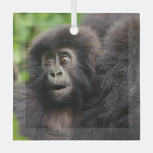Niedliche Kleintiere | Young Mountain Gorilla Ornament Aus Glas (Vorderseite)