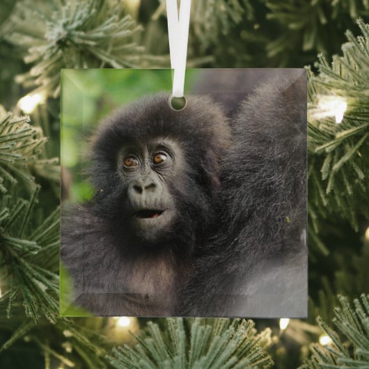 Niedliche Kleintiere | Young Mountain Gorilla Ornament Aus Glas (Insitu)