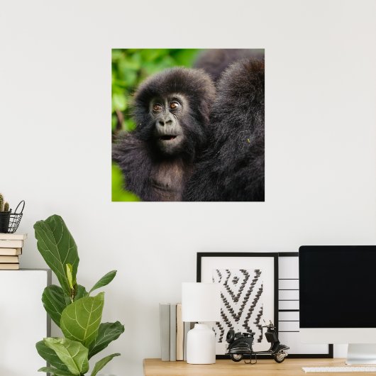 Niedliche Kleintiere | Young Mountain Gorilla Poster (Heimbüro)