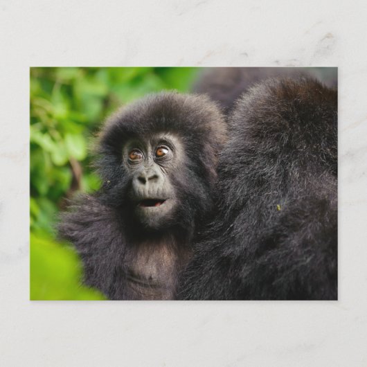 Niedliche Kleintiere | Young Mountain Gorilla Postkarte (Vorderseite)