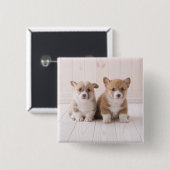 Niedliche Kleintiere | Zwei Baby Corgis sitzen Button (Vorne & Hinten)