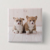 Niedliche Kleintiere | Zwei Baby Corgis sitzen Button (Vorderseite)