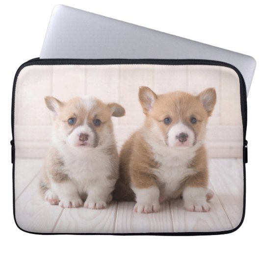 Niedliche Kleintiere | Zwei Baby Corgis sitzen Laptopschutzhülle (Vorderseite)