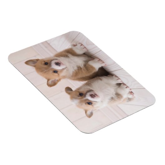 Niedliche Kleintiere | Zwei Baby Corgis sitzen Magnet (Rechte Seite)