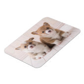 Niedliche Kleintiere | Zwei Baby Corgis sitzen Magnet (Linke Seite)