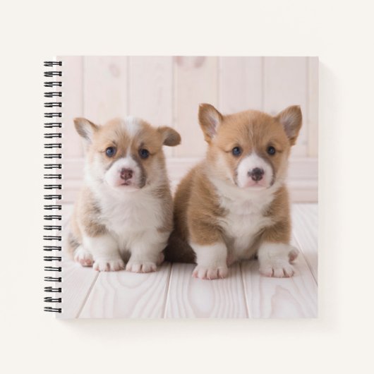 Niedliche Kleintiere | Zwei Baby Corgis sitzen Notizblock (Vorderseite)
