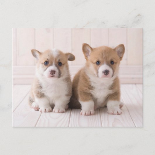 Niedliche Kleintiere | Zwei Baby Corgis sitzen Postkarte (Vorderseite)