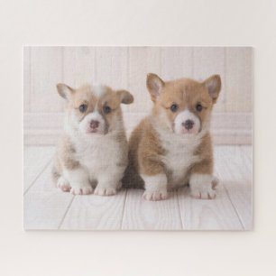Niedliche Kleintiere   Zwei Baby Corgis sitzen Puzzle