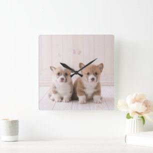 Niedliche Kleintiere   Zwei Baby Corgis sitzen Quadratische Wanduhr