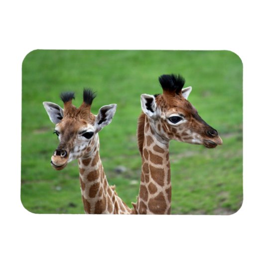 Niedliche Kleintiere | Zwei Baby-Giraffen Magnet (Horizontal)