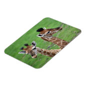 Niedliche Kleintiere | Zwei Baby-Giraffen Magnet (Linke Seite)
