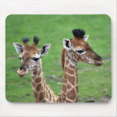 Niedliche Kleintiere | Zwei Baby-Giraffen Mousepad (Vorne)