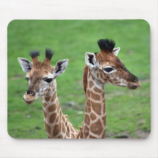 Niedliche Kleintiere | Zwei Baby-Giraffen Mousepad (Vorne)