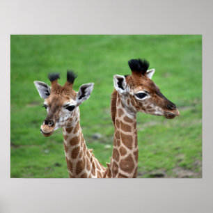 Niedliche Kleintiere Zwei Baby-Giraffen Poster