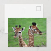 Niedliche Kleintiere | Zwei Baby-Giraffen Postkarte (Vorne/Hinten)
