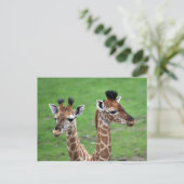 Niedliche Kleintiere | Zwei Baby-Giraffen Postkarte (Stehend Vorderseite)