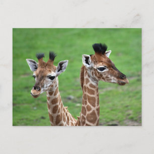 Niedliche Kleintiere   Zwei Baby-Giraffen Postkarte