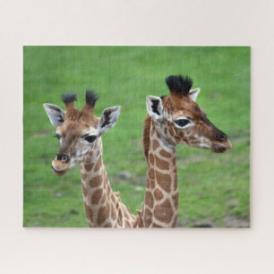 Niedliche Kleintiere Zwei Baby-Giraffen Puzzle