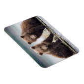 Niedliche Kleintiere | Zwei Bärenkuppen Magnet (Rechte Seite)