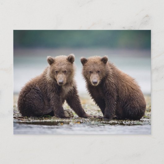 Niedliche Kleintiere | Zwei Bärenkuppen Postkarte (Vorderseite)