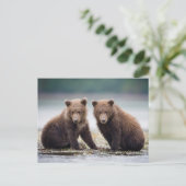 Niedliche Kleintiere | Zwei Bärenkuppen Postkarte (Stehend Vorderseite)