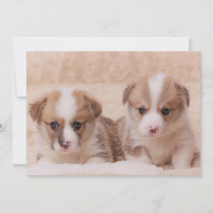 Niedliche Kleintiere Zwei Corgi Welpen Dankeskarte