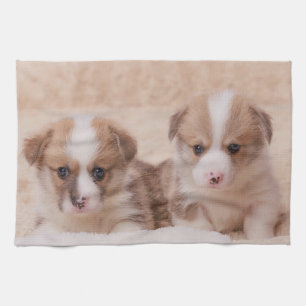 Niedliche Kleintiere   Zwei Corgi Welpen Geschirrtuch