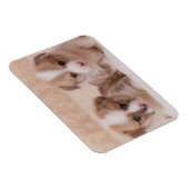 Niedliche Kleintiere | Zwei Corgi Welpen Magnet (Rechte Seite)