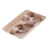 Niedliche Kleintiere | Zwei Corgi Welpen Magnet (Linke Seite)