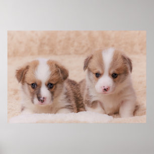 Niedliche Kleintiere   Zwei Corgi Welpen Poster