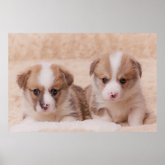 Niedliche Kleintiere | Zwei Corgi Welpen Poster (Vorne)