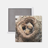 Niedliche Kleintiere | Zwei junge Eichhörnchen Magnet (Vorderseite/Rückseite)