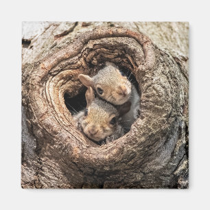 Niedliche Kleintiere Zwei junge Eichhörnchen Magnet