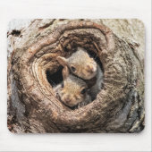 Niedliche Kleintiere | Zwei junge Eichhörnchen Mousepad (Vorne)