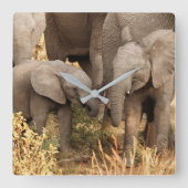 Niedliche Kleintiere | Zwei junge Elefanten Quadratische Wanduhr (Vorderseite)
