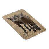 Niedliche Kleintiere | Zwei junge Kriegshunde Magnet (Rechte Seite)