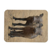 Niedliche Kleintiere | Zwei junge Kriegshunde Magnet (Horizontal)