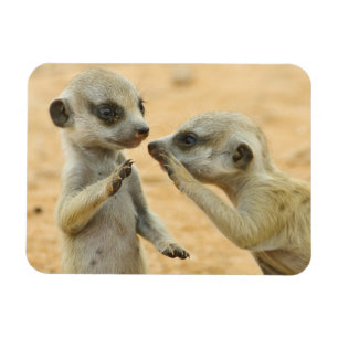 Niedliche Kleintiere   Zwei junge Meerkats Magnet