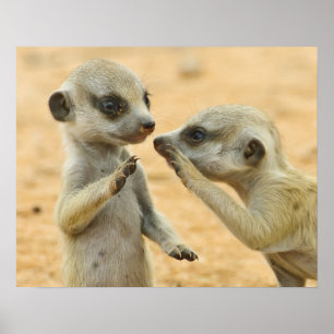 Niedliche Kleintiere   Zwei junge Meerkats Poster
