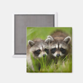 Niedliche Kleintiere | Zwei junge Raccos Magnet (Vorderseite/Rückseite)