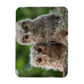 Niedliche Kleintiere | Zwei junge Schafe Magnet (Vertikal)