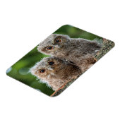 Niedliche Kleintiere | Zwei junge Schafe Magnet (Linke Seite)