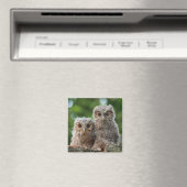 Niedliche Kleintiere | Zwei junge Schafe Magnet (In Situ (Geschirrspüler))