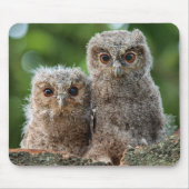 Niedliche Kleintiere | Zwei junge Schafe Mousepad (Vorne)