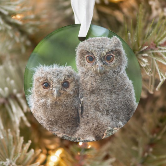 Niedliche Kleintiere | Zwei junge Schafe Ornament (Baum)