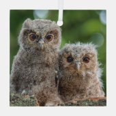 Niedliche Kleintiere | Zwei junge Schafe Ornament Aus Glas (Rückseite)