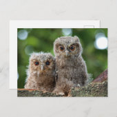 Niedliche Kleintiere | Zwei junge Schafe Postkarte (Vorne/Hinten)