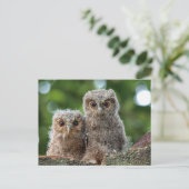 Niedliche Kleintiere | Zwei junge Schafe Postkarte (Stehend Vorderseite)