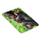 Niedliche Kleintiere | Zwei junge Schimpansen Magnet (Rechte Seite)