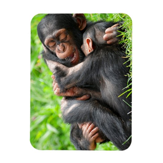 Niedliche Kleintiere | Zwei junge Schimpansen Magnet (Vertikal)